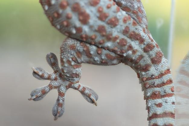 How Many Fingers Does A Gecko Have 