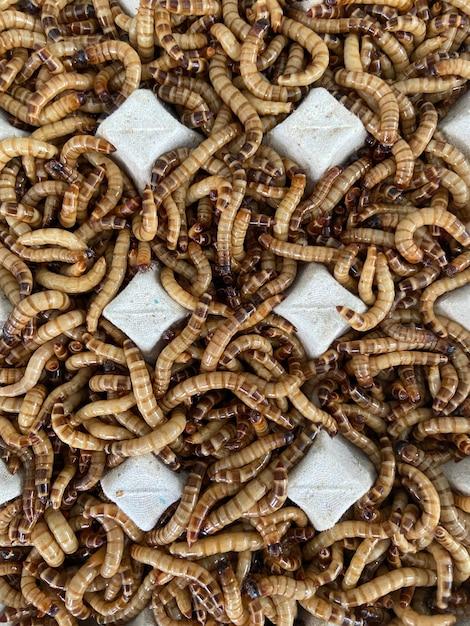  How Many Mealworms In A Pound 