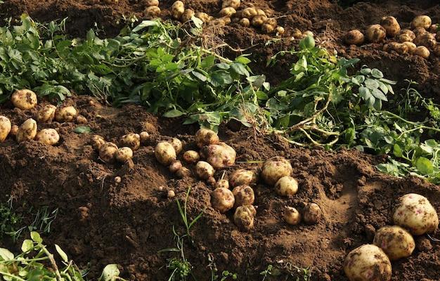  How Many Potatoes Grow From One Potato 