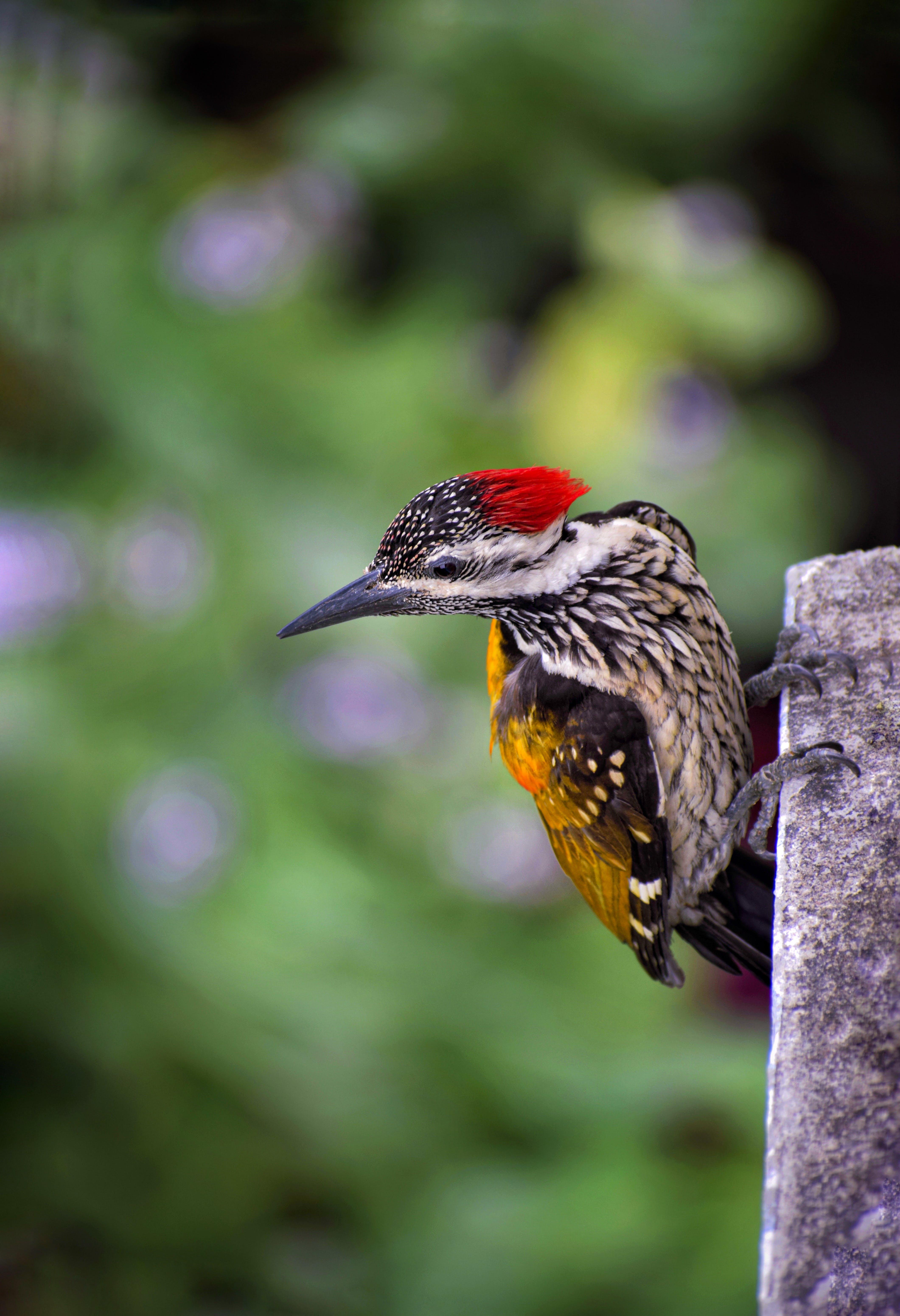 How many times does a woodpecker peck in one second? 