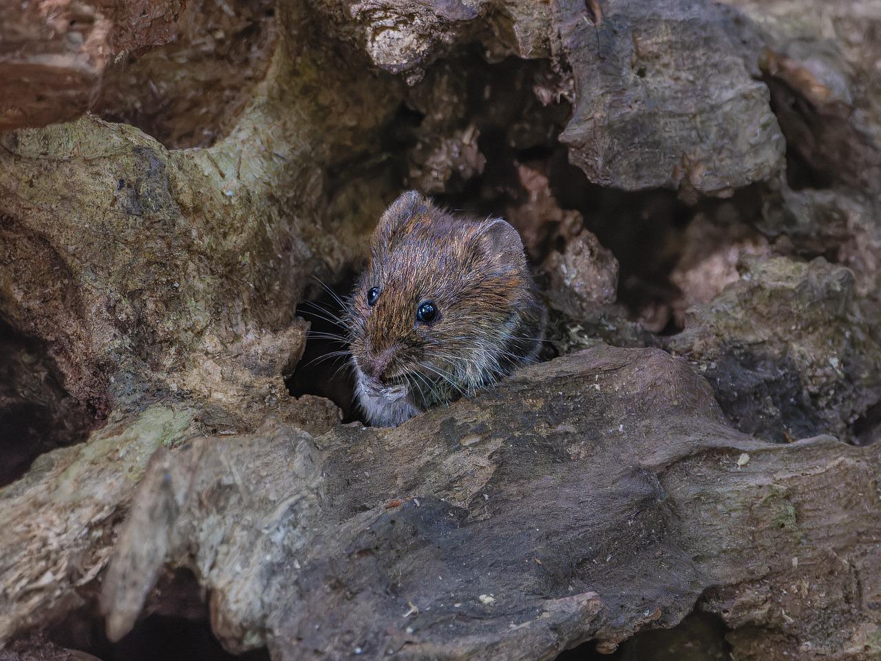 How Many Voles Live Together 
