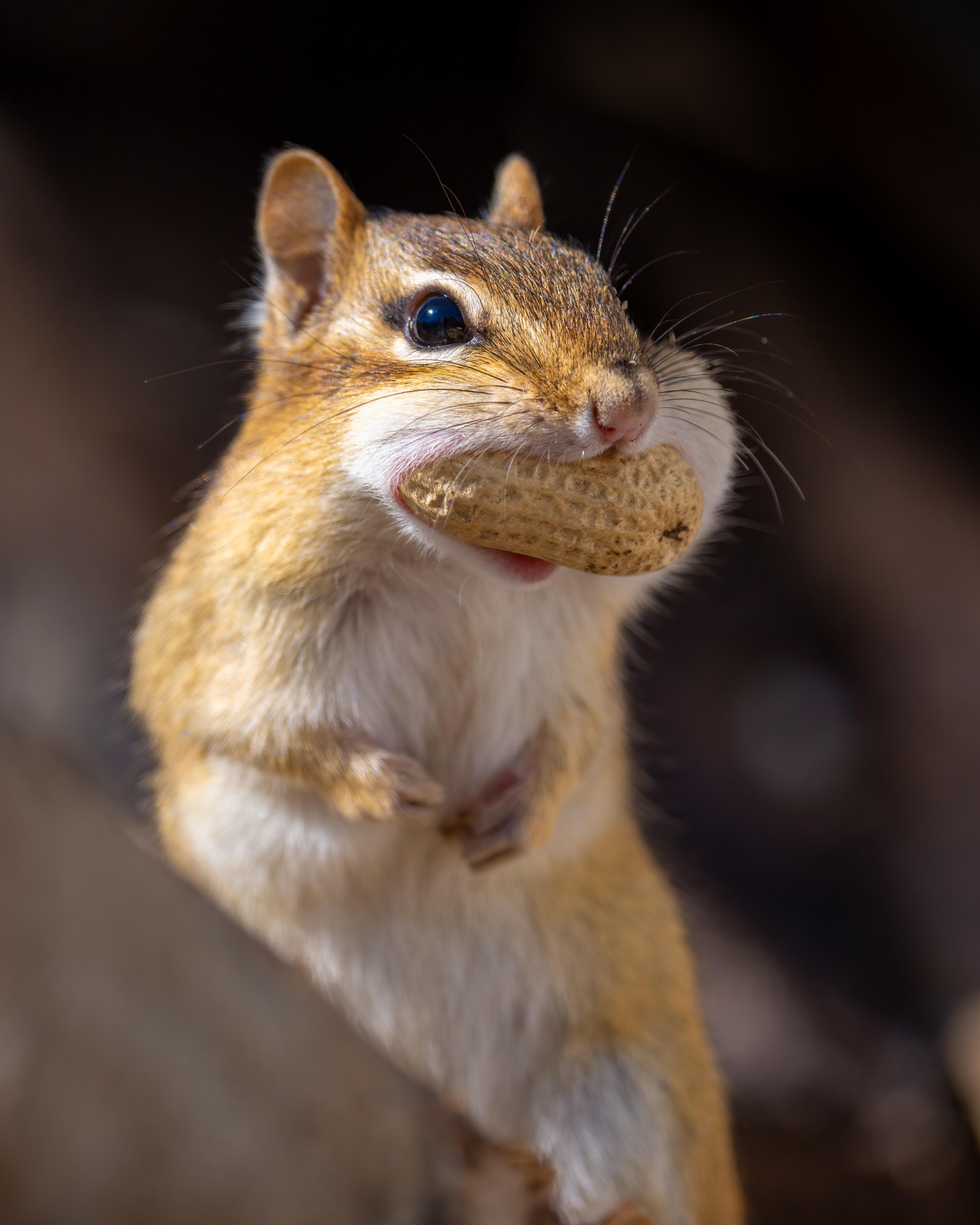 How Much Can A Chipmunk Hold In Its Cheeks 