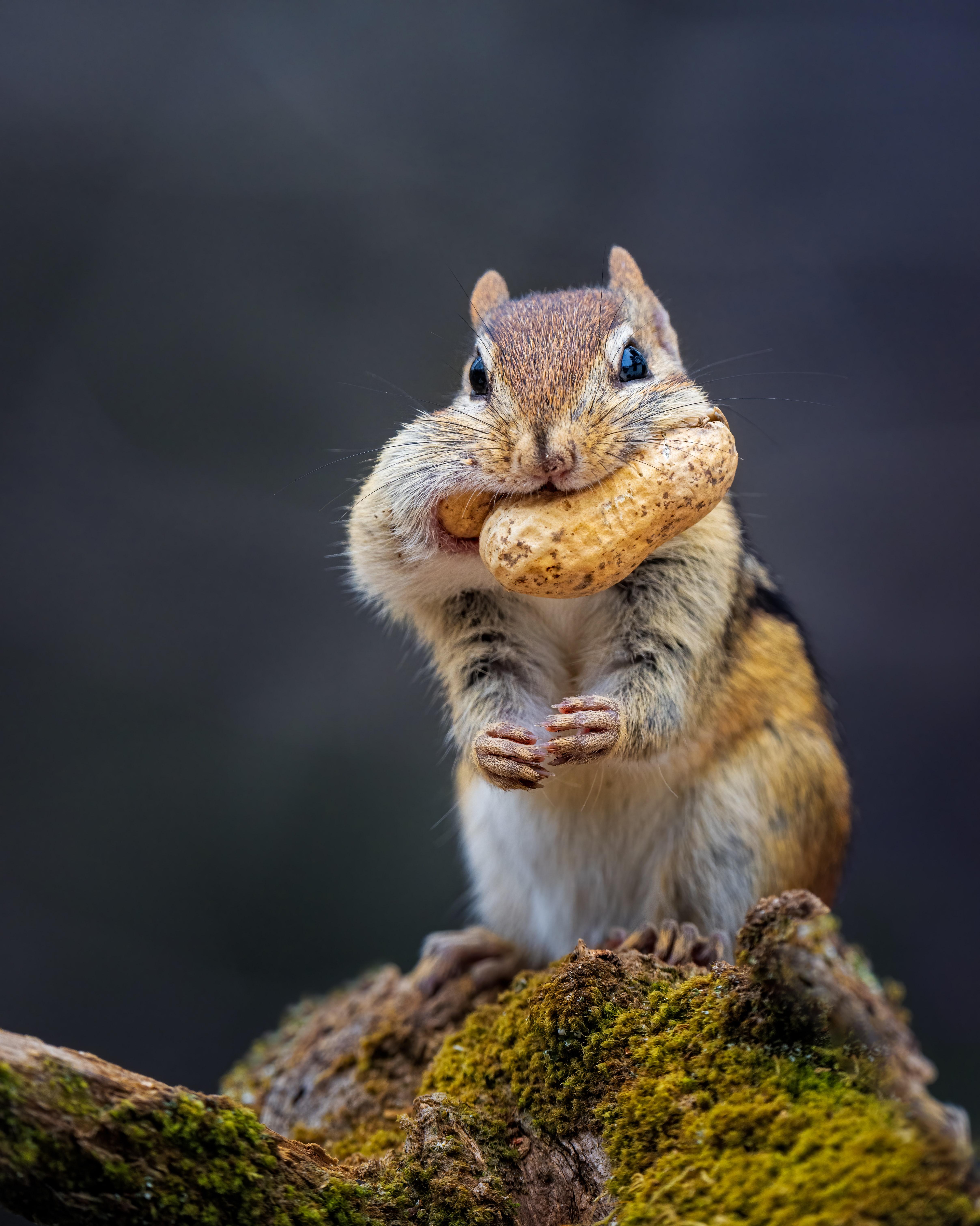  How Much Can A Chipmunk Hold In Its Cheeks 