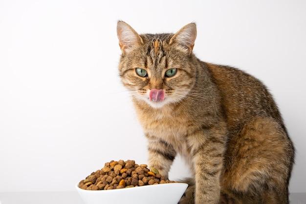  How Much Canned Food Should A Senior Cat Eat 