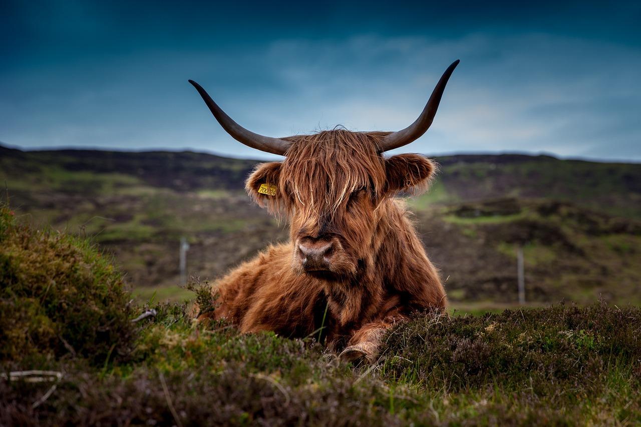 How Much Do Mini Highland Cows Cost 
