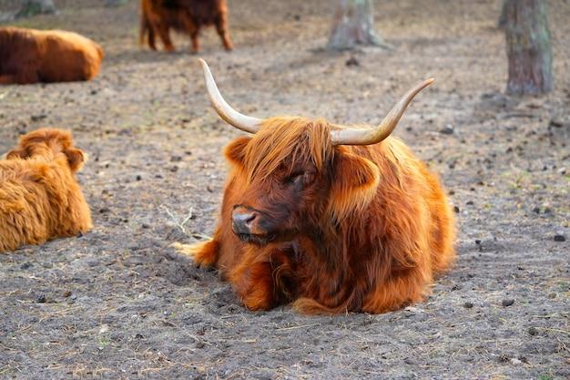 How Much Do Mini Highland Cows Cost 