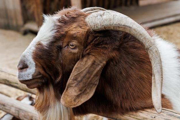  How Much Does A Boer Goat Cost 
