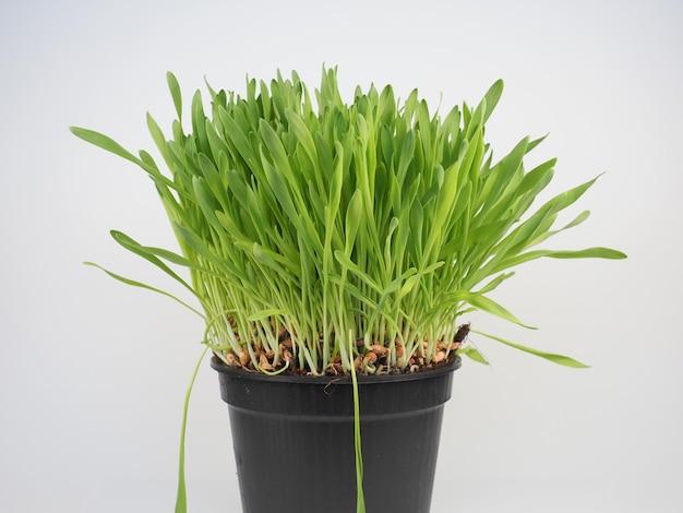 How Much Potassium In Wheatgrass 
