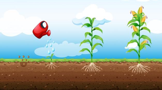 How Much Water Does A Corn Plant Need 