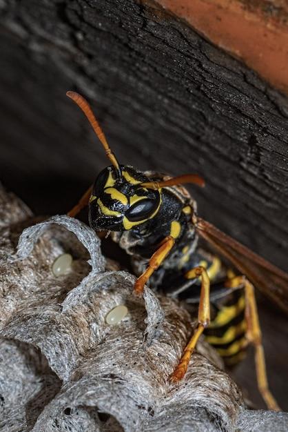 How Often Do Wasps Sting 