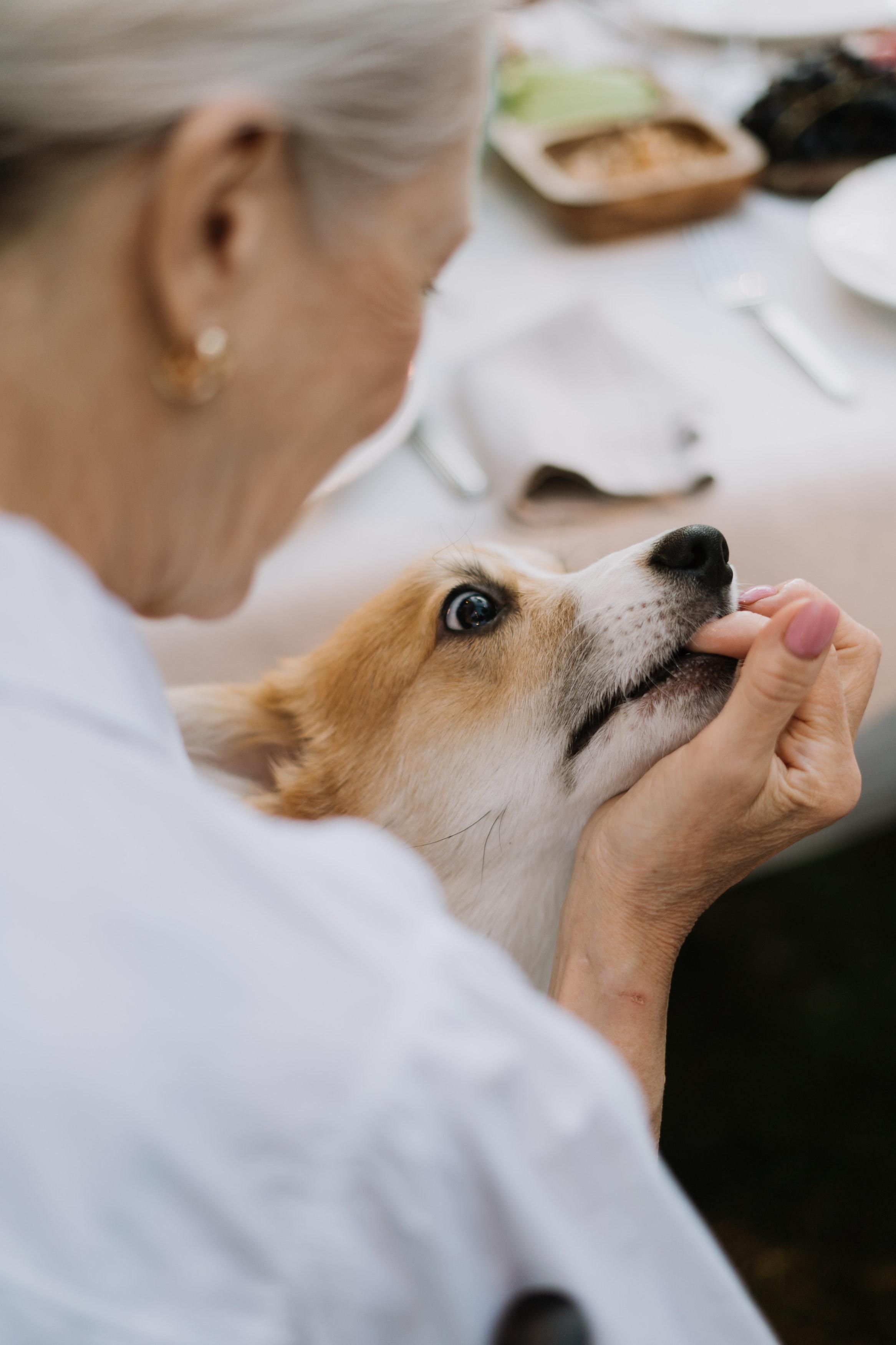 How Often Should A Senior Dog Be Fed 