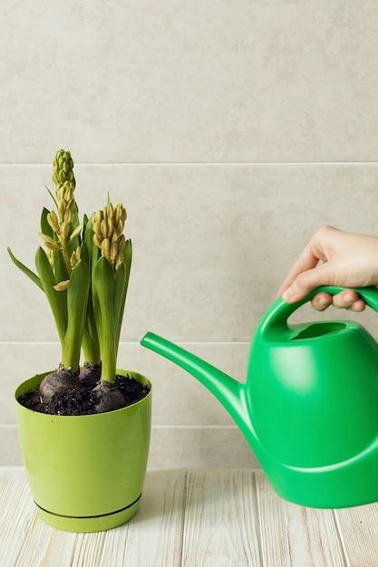 How Often To Water Hyacinth Indoors 