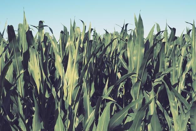 How Tall Do Corn Stalks Grow 
