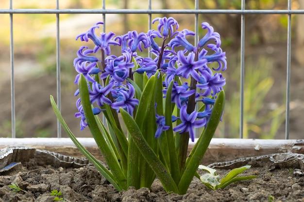 How To Care For Hyacinth Bulbs In Water 