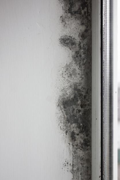 How Do You Clean Black Mold Out Of An Air Conditioner 