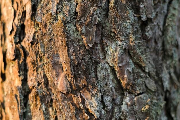  How To Clean Tree Bark For Crafts 