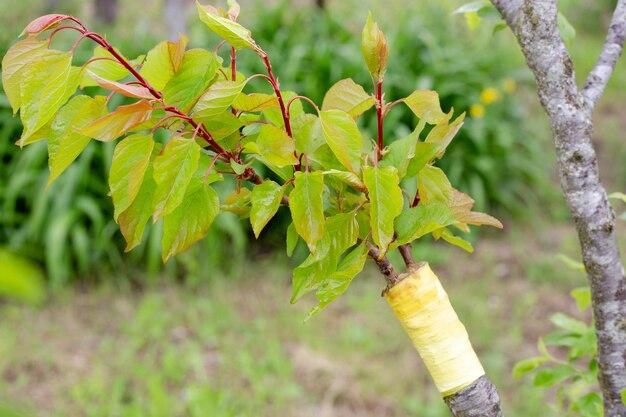 How To Craft A Cottonwood Sapling 