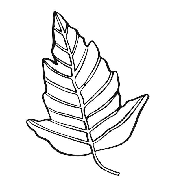  How To Draw A Big Leaf Step By Step 