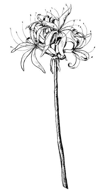  How To Draw A Spider Lily Step By Step 