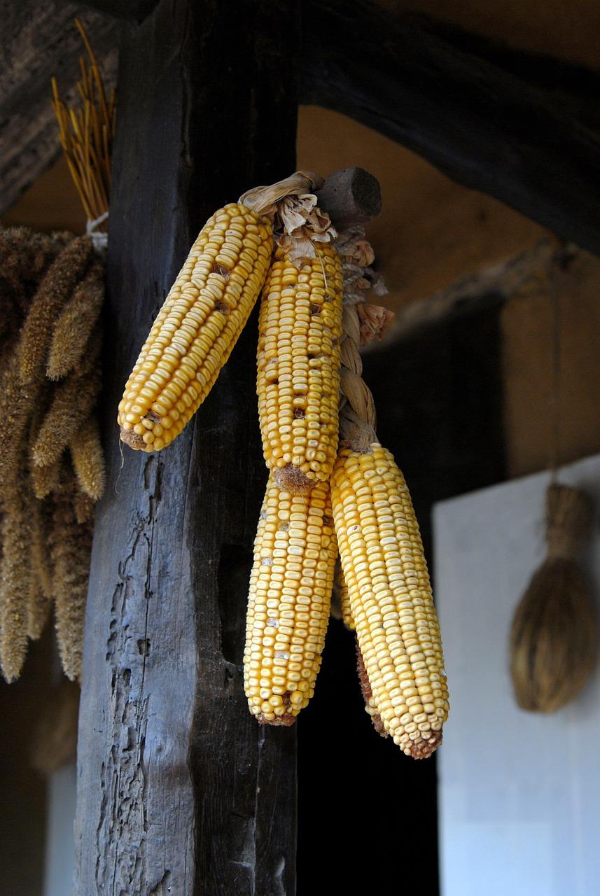  How To Dry Corn On The Cob For Squirrels 