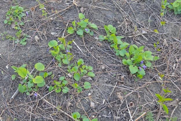  How To Get Rid Of Clover Mites In Yard 