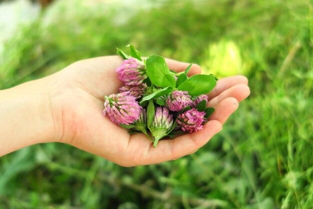  How To Get Rid Of Clover Mites With Essential Oils 