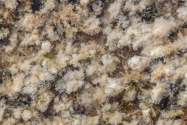  How To Get Rid Of Green Mold On Mycelium 