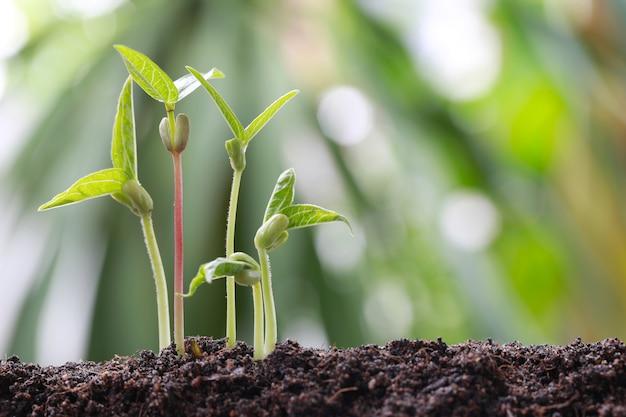  How To Grow Bean Sprouts In Soil 
