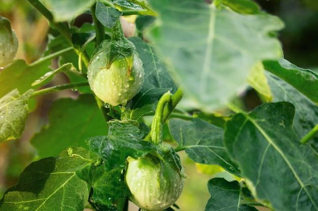  How To Grow Brussel Sprouts In Colorado 