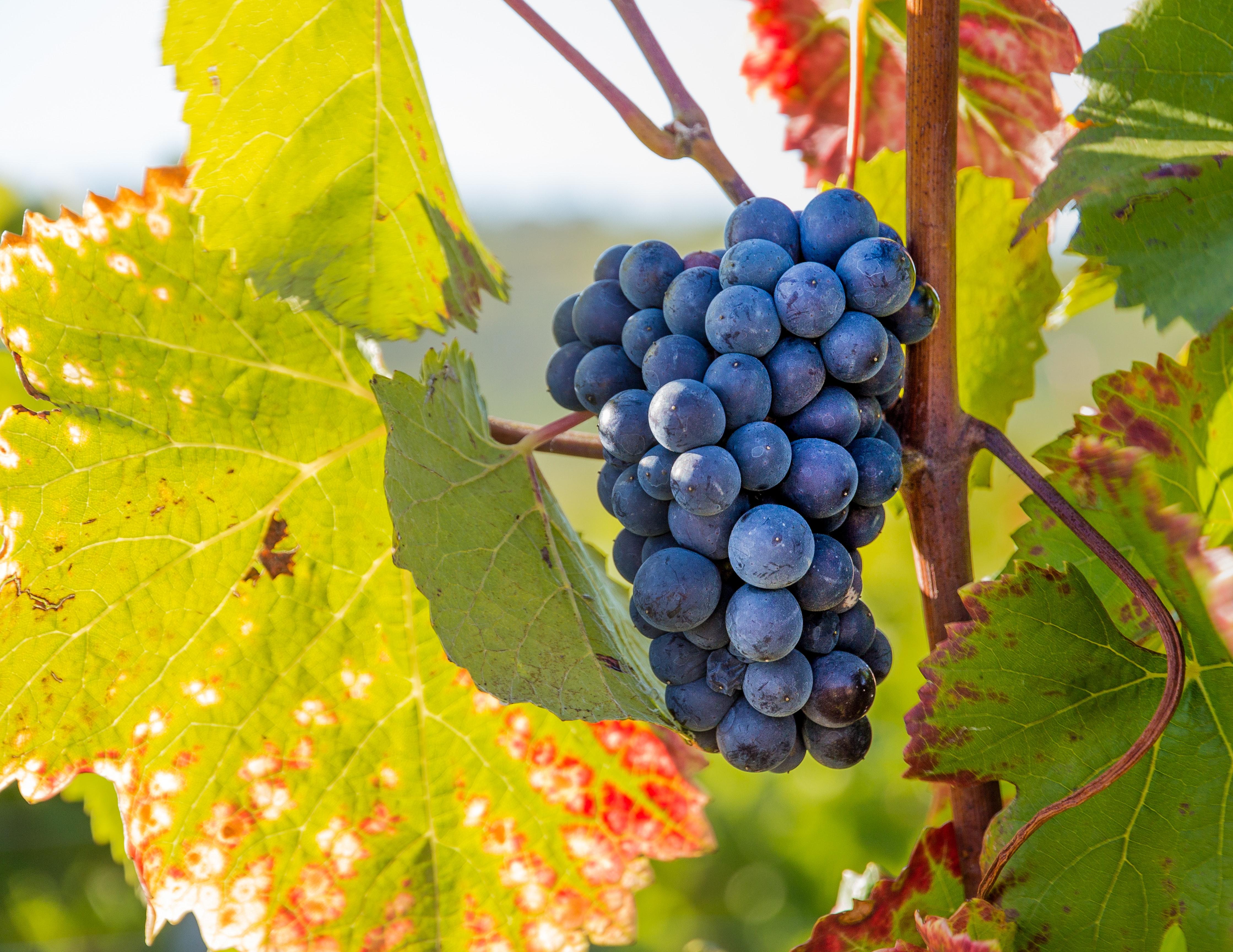 How To Grow Grapes From Store Bought Grapes 