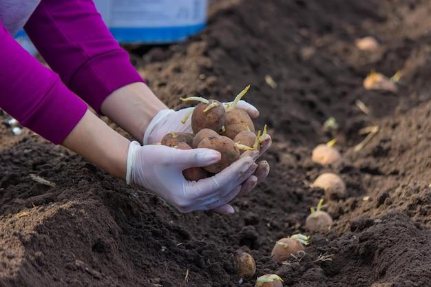  How To Grow Potatoes In Oklahoma 