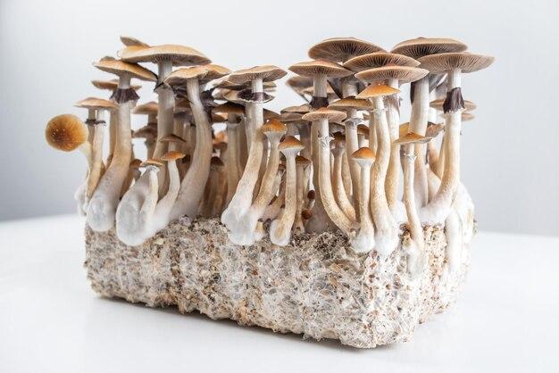 How To Grow Psychedelic Mushrooms In Nj 
