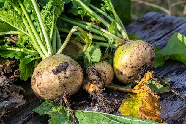  How To Grow Rutabaga From Scraps 