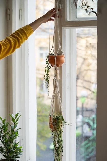  How To Hang Plants In Front Of Windows 