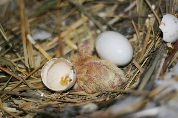  How To Hatch Dove Eggs 
