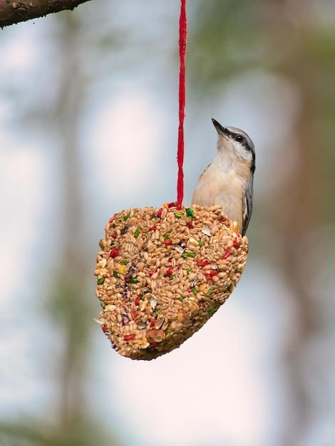  How To Keep Bees Out Of Bird Seed 