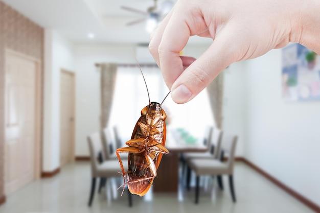  How To Kill A Cockroach On The Ceiling 