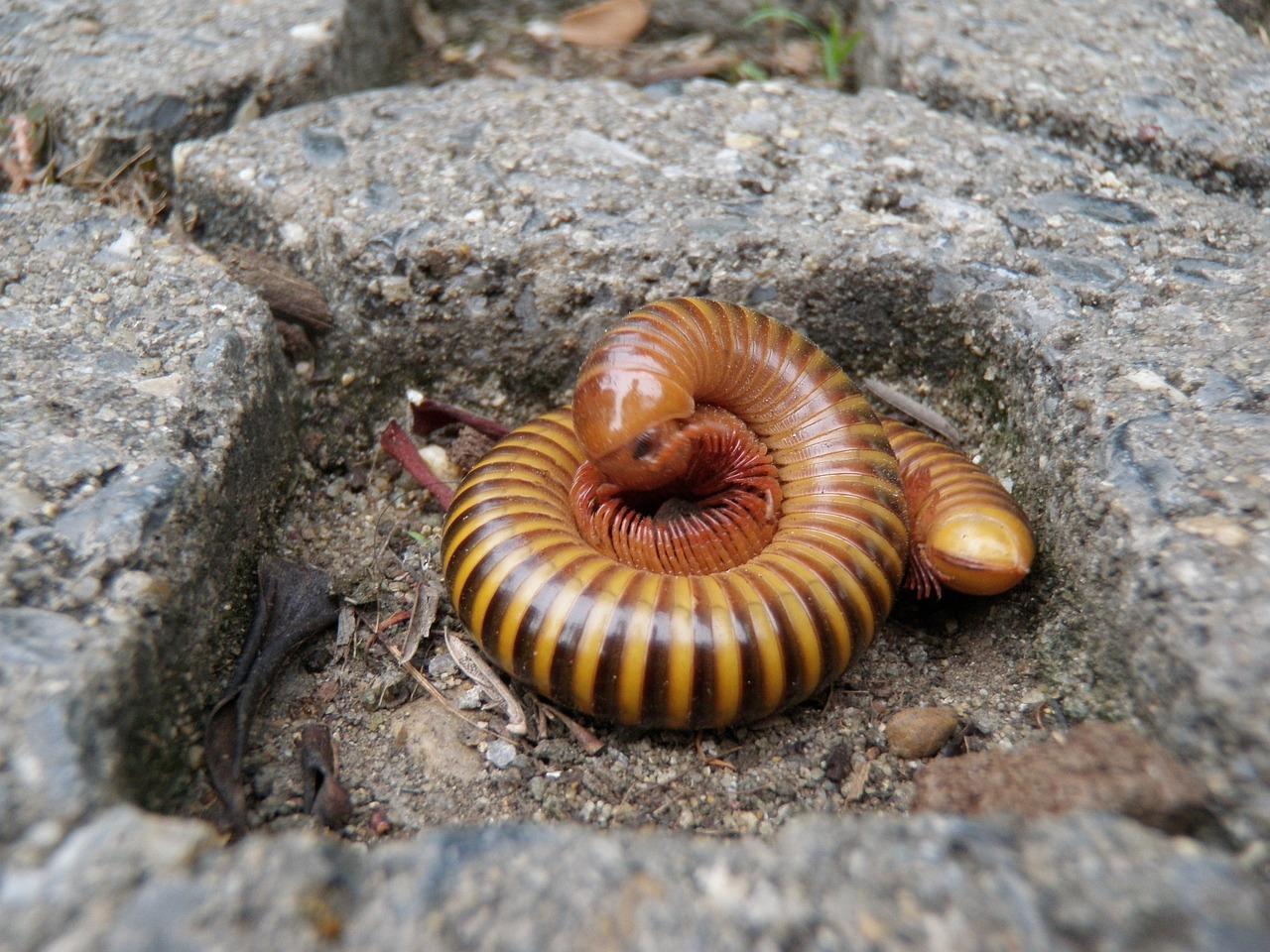  How To Kill Millipedes Diy In Soil 