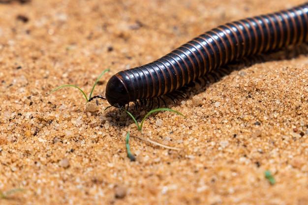  How To Kill Millipedes Diy In Soil 