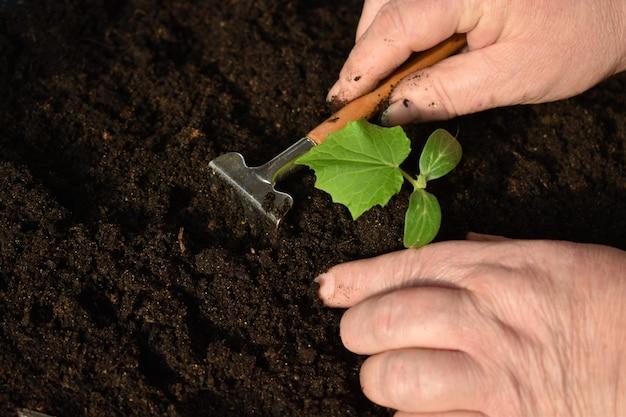 How To Loosen Compacted Soil In Pots 