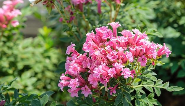  How To Make Crepe Myrtle Grow Faster 