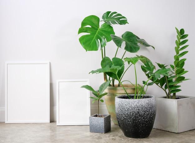How To Make A Monstera Grow Tall 