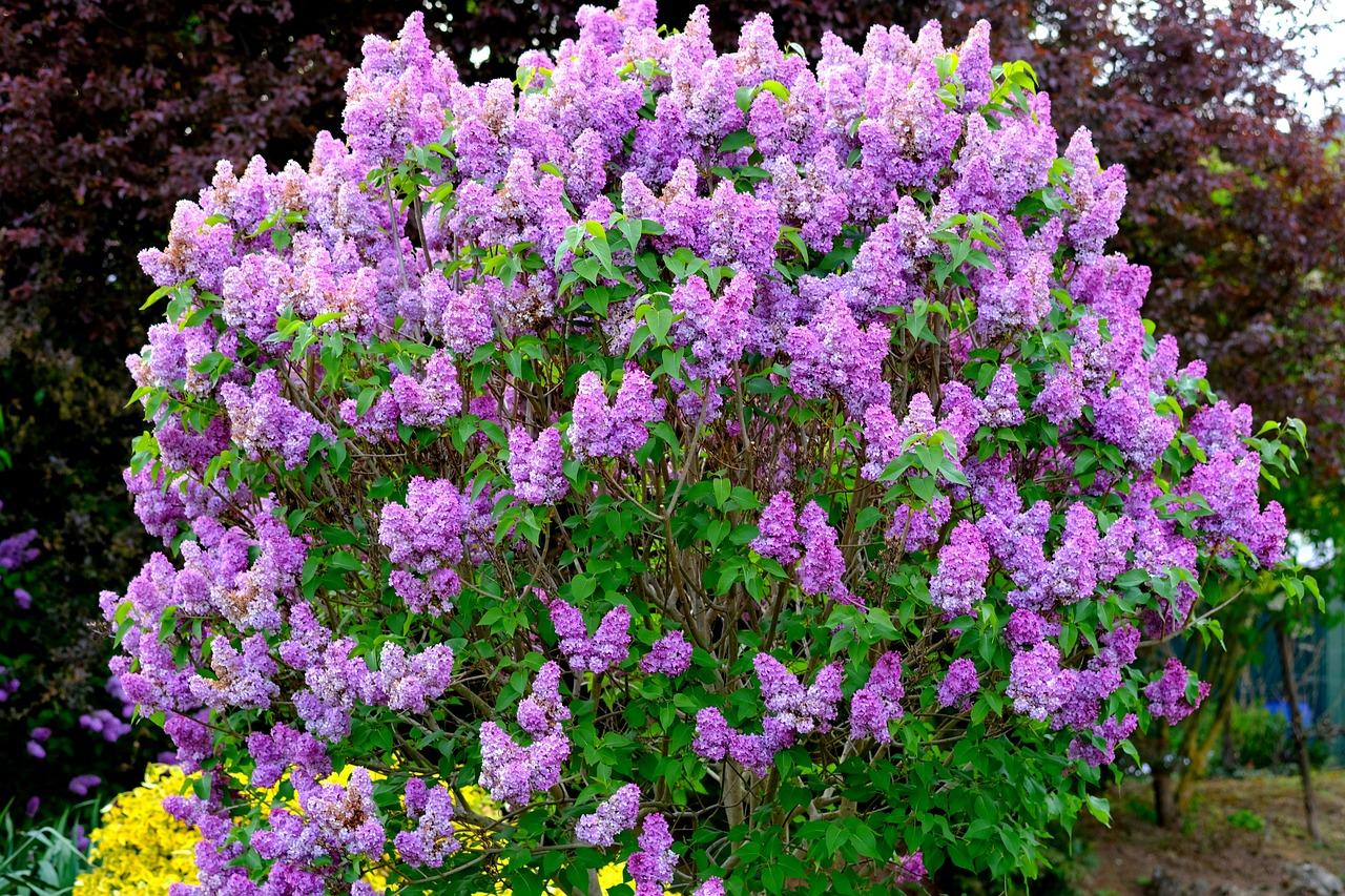  How To Protect Lilac Bush From Frost 