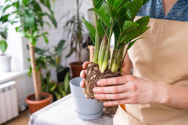 How To Repot A Bamboo Plant In Rocks 