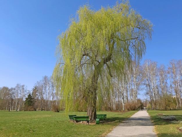  How To Stop A Willow Tree From Growing 