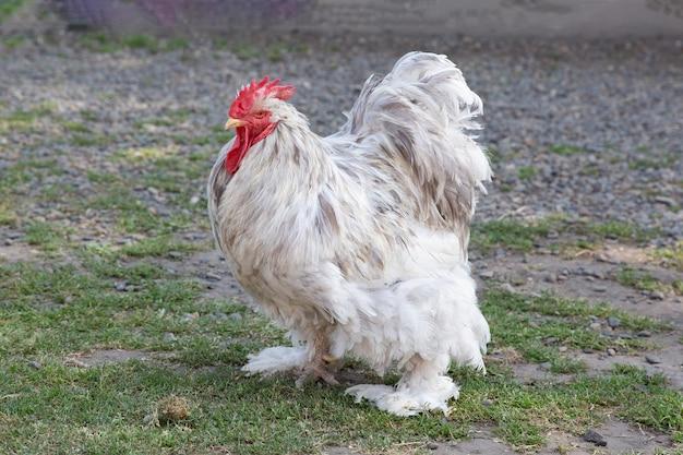 How To Tell A Cochin Rooster From A Hen 