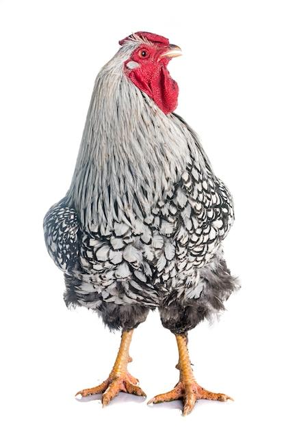  How To Tell A Wyandotte Rooster From A Hen 