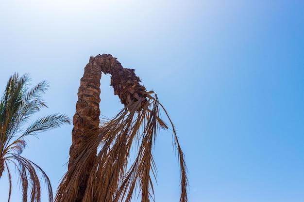 How To Tell If A Palm Tree Is Dead 