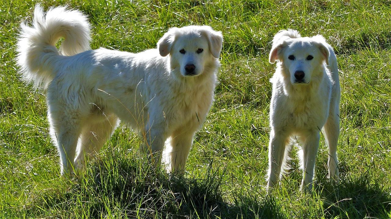 How To Train A Great Pyrenees Puppy To Guard Livestock 