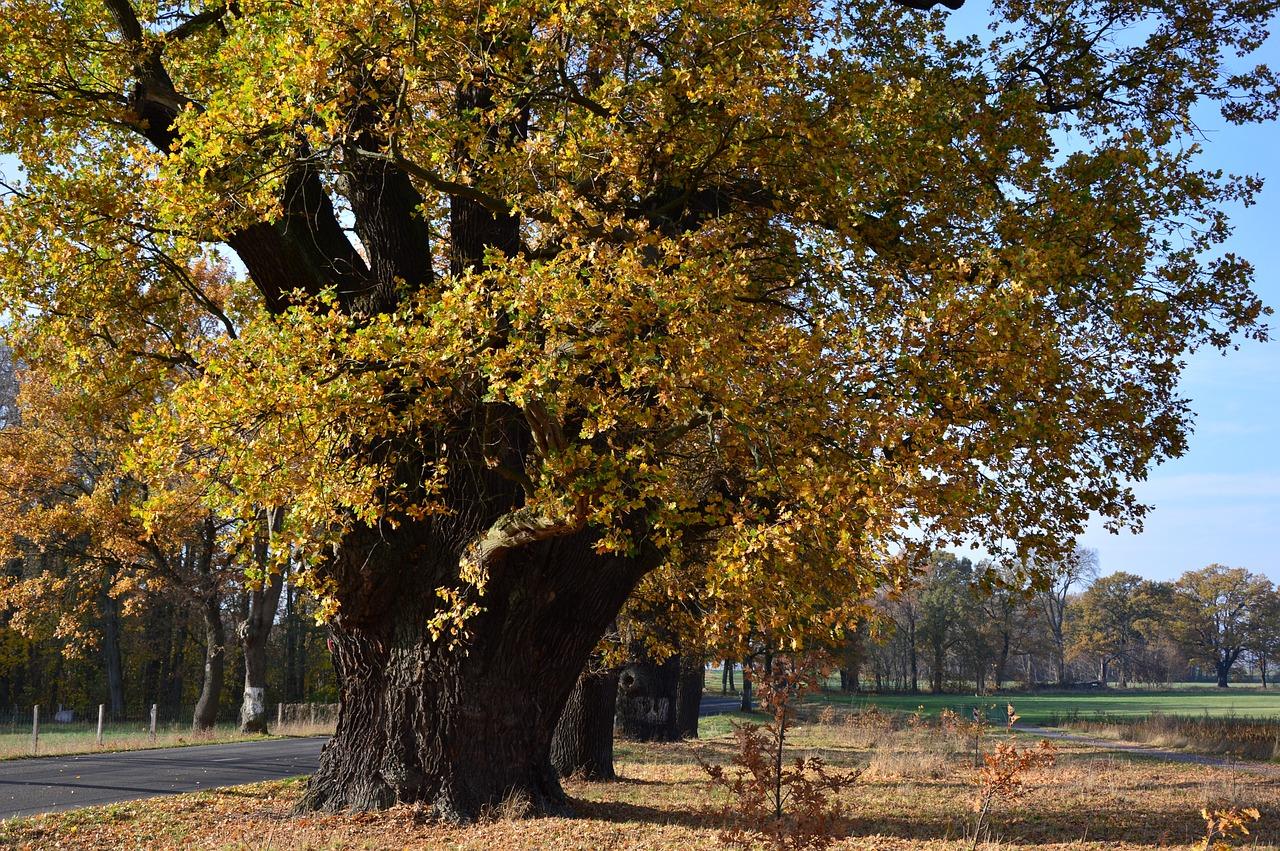 How To Transplant A 12 Foot Oak Tree 
